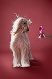 Desktop Fan, CANDY PINK SWIRL - alternate image 2