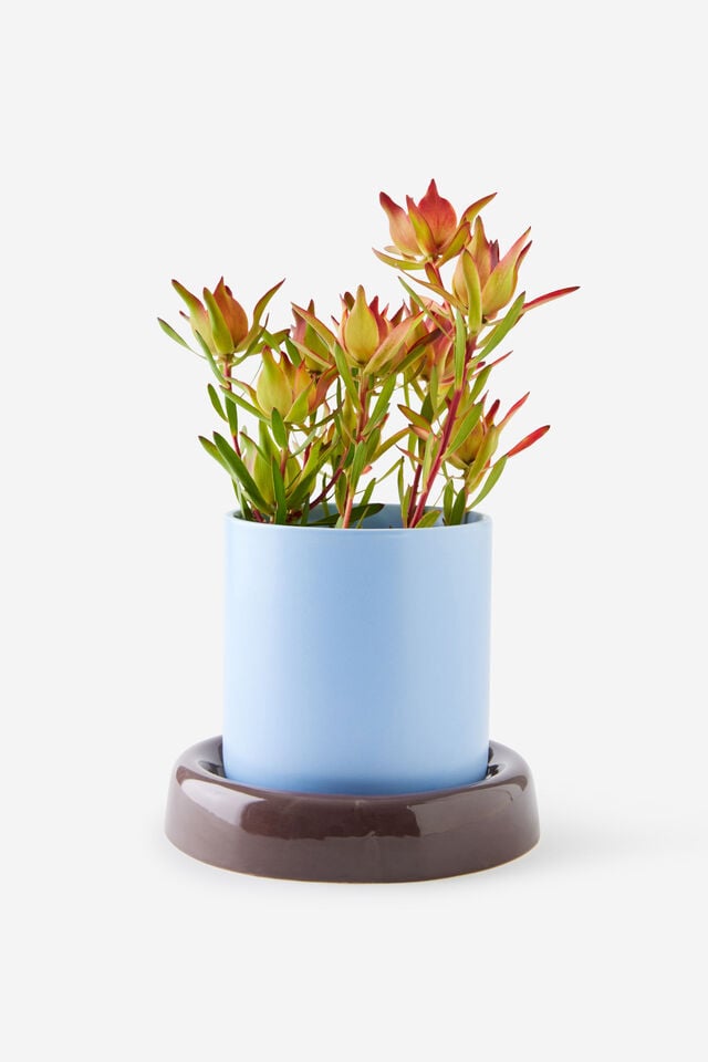 Bulbous Planters, ESPRESSO / BLUE SKIES